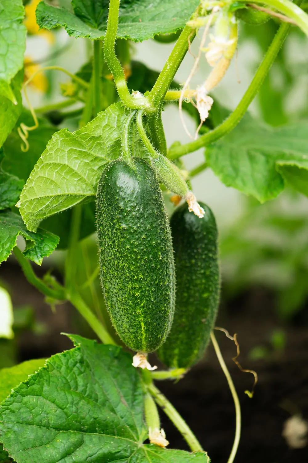 Agurkus reikia laistyti tinkamos temperatūros vandeniu