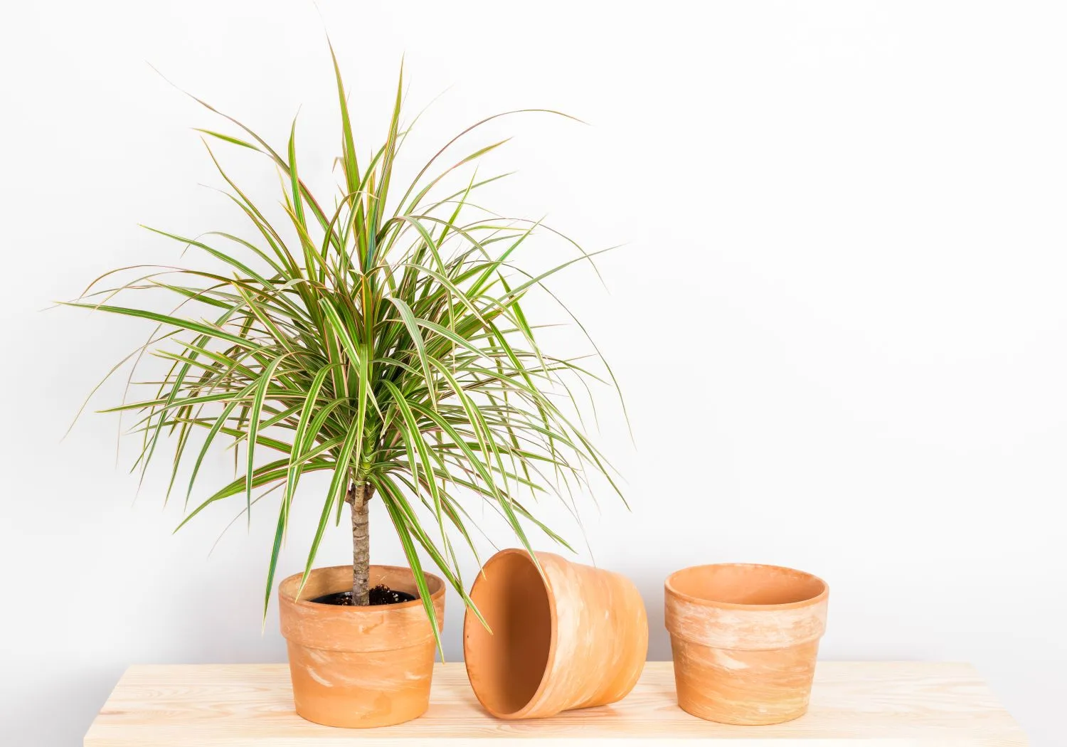 Išraiškingoji dracena
