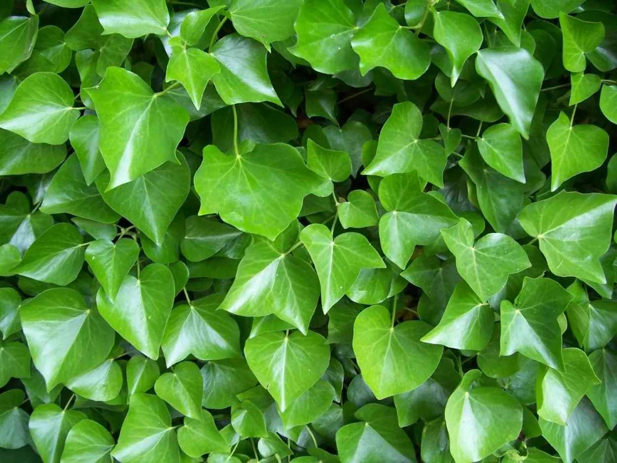 Nuodingoji gebenė