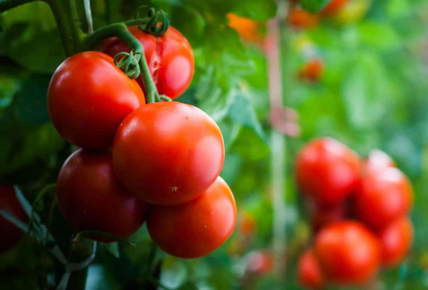 Pomidorų apsauga nuo viršūninio puvinio