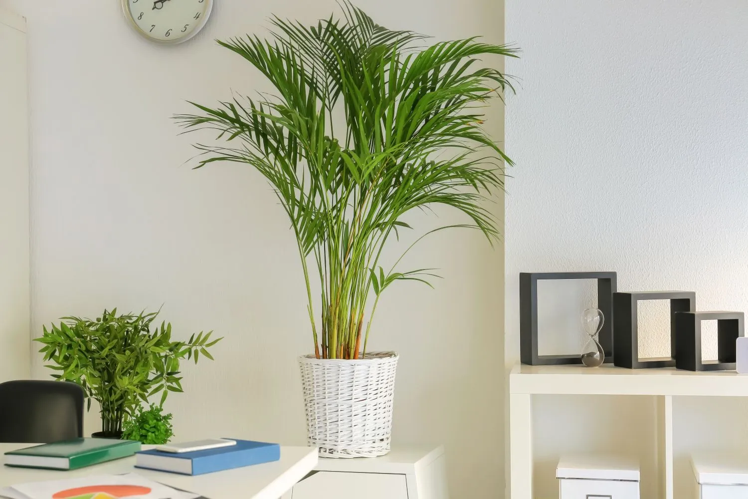 Arekinė palmė visiškai saugus augalas