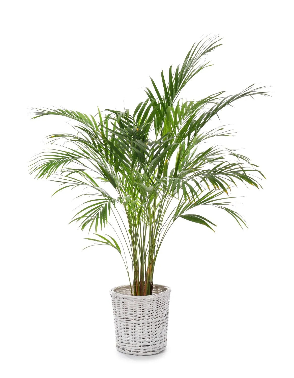 Arekinė palmė