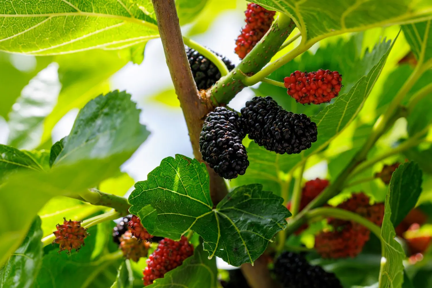 Augančios šilkmedžio uogos