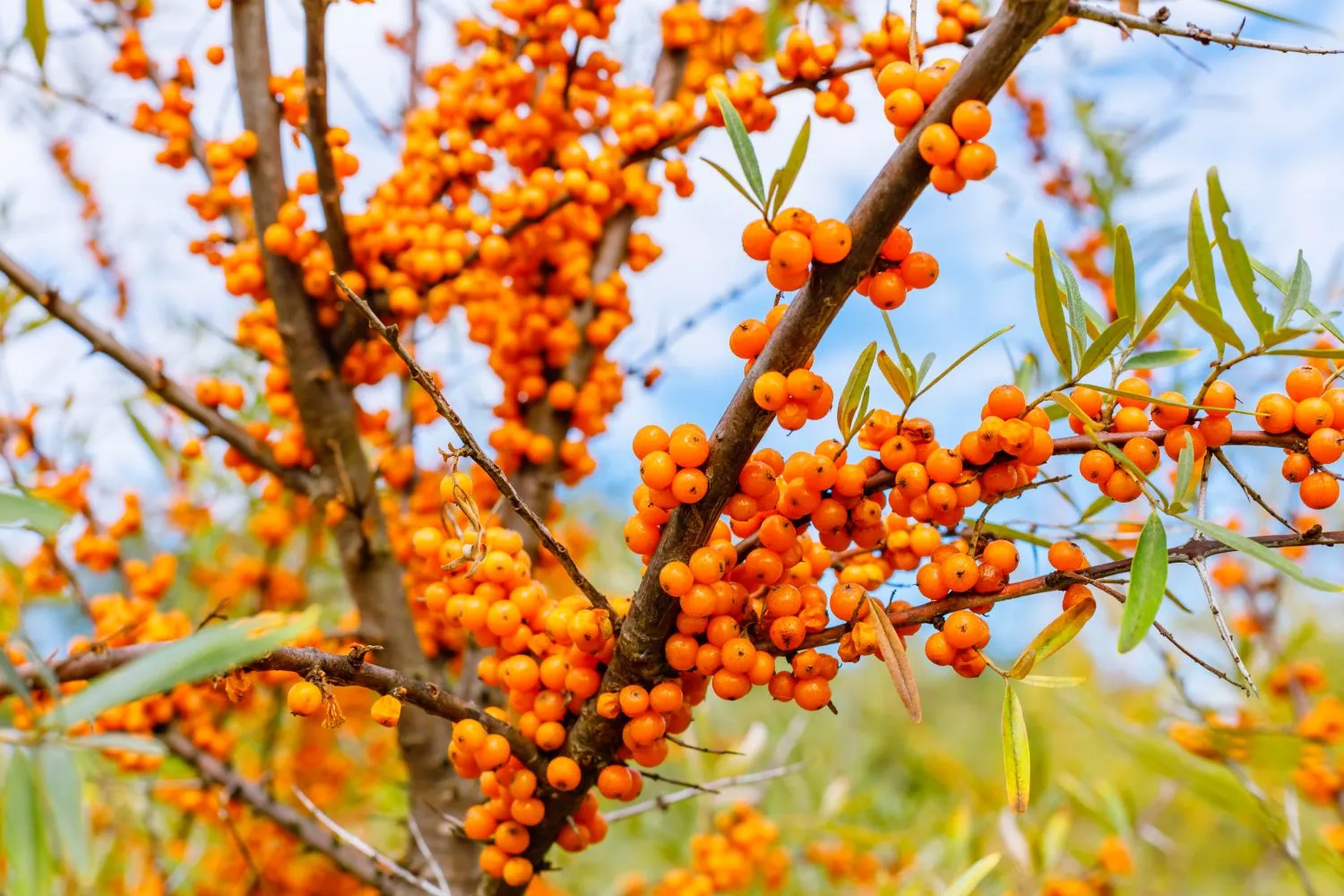 Augantis šaltalankis