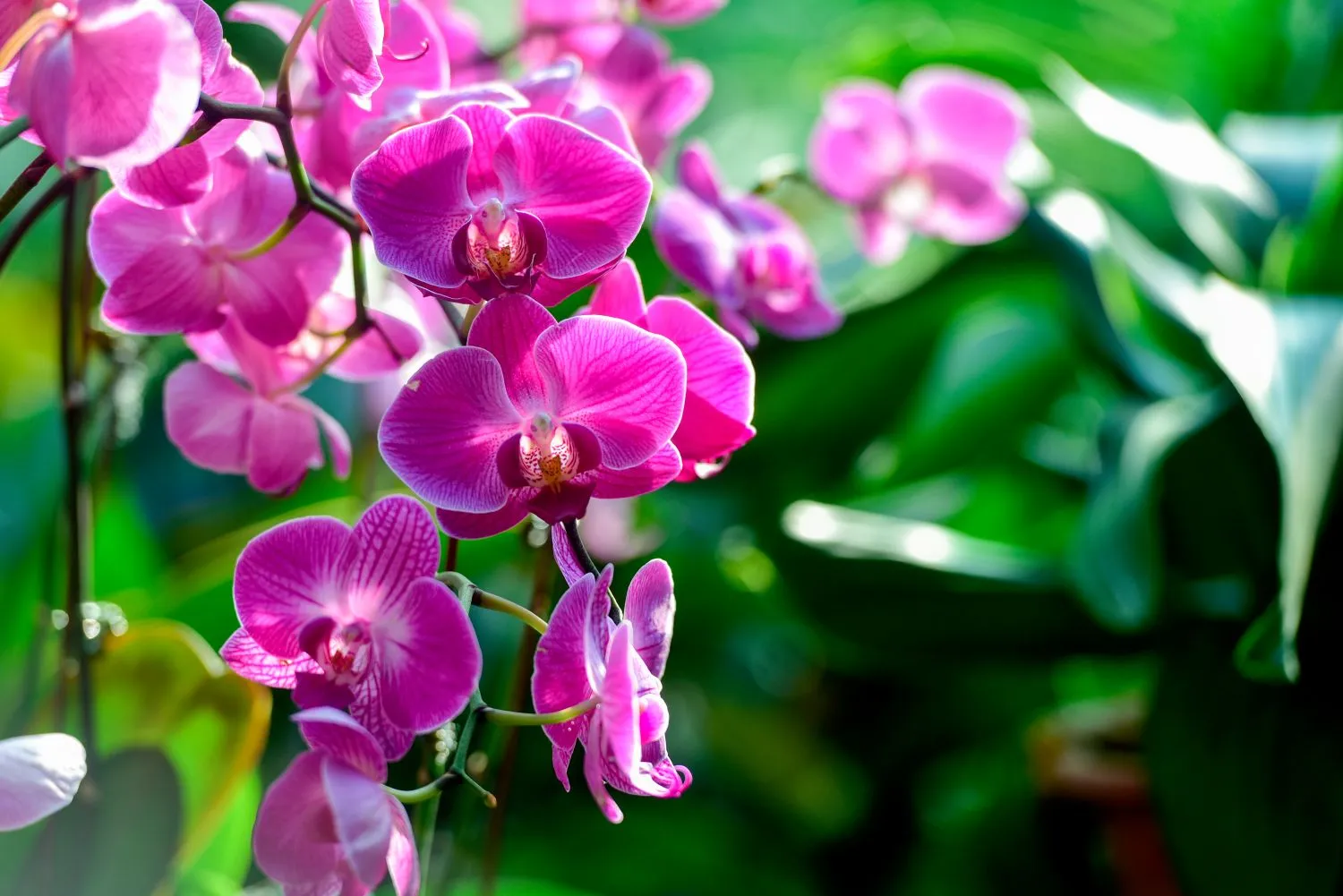 Citrinos sulčių dėka orchidėja vėl žydės