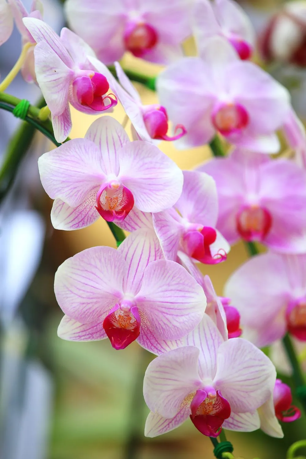Citrinos sultys padės orchidėjai vėl žydėti