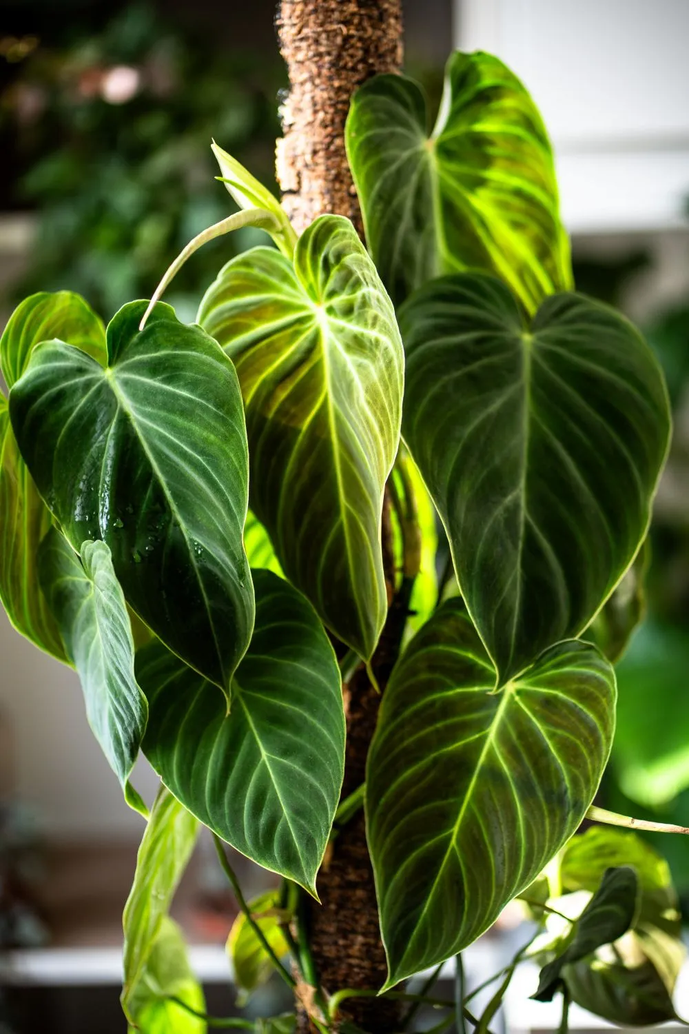 Filodendras įspūdingas laipiojantis augalas