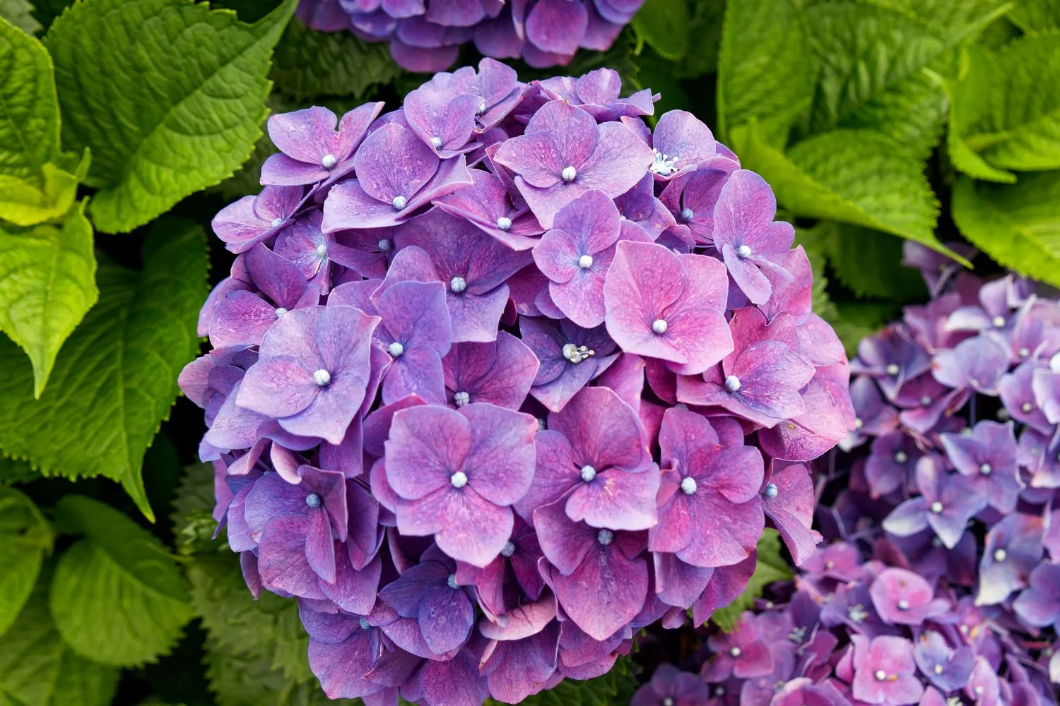 Hortenzijos mėgsta drėgnesnį dirvožemį