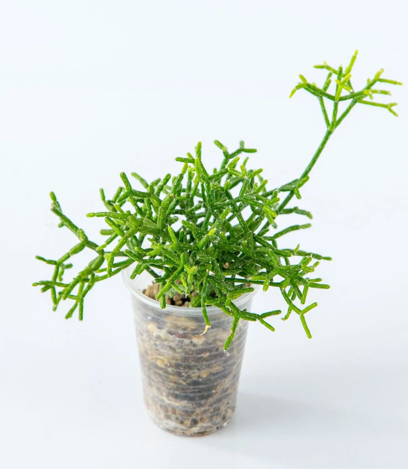 Išraiškingasis ripsalis