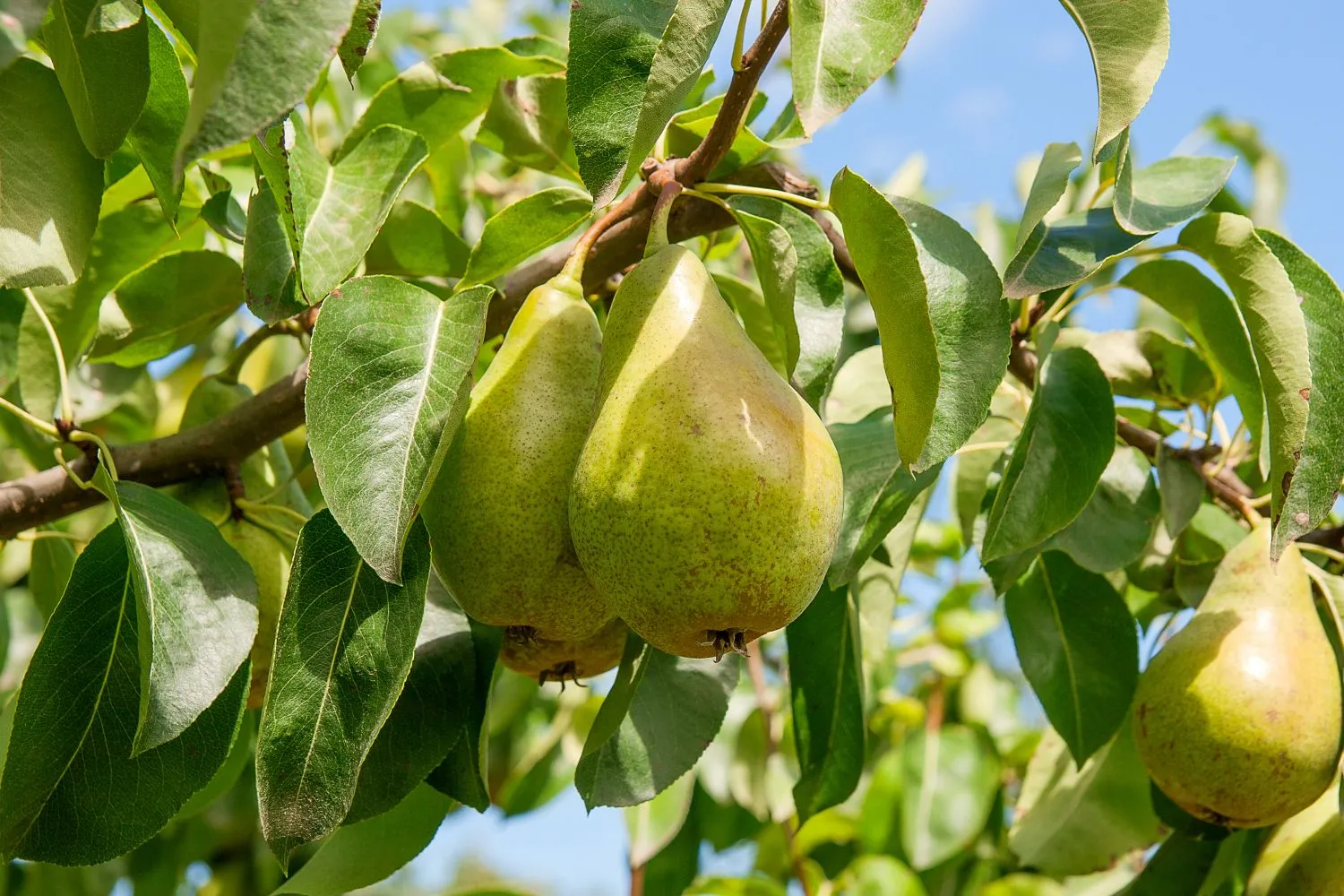 Itin svarbi tinkama kriaušių priežiūra