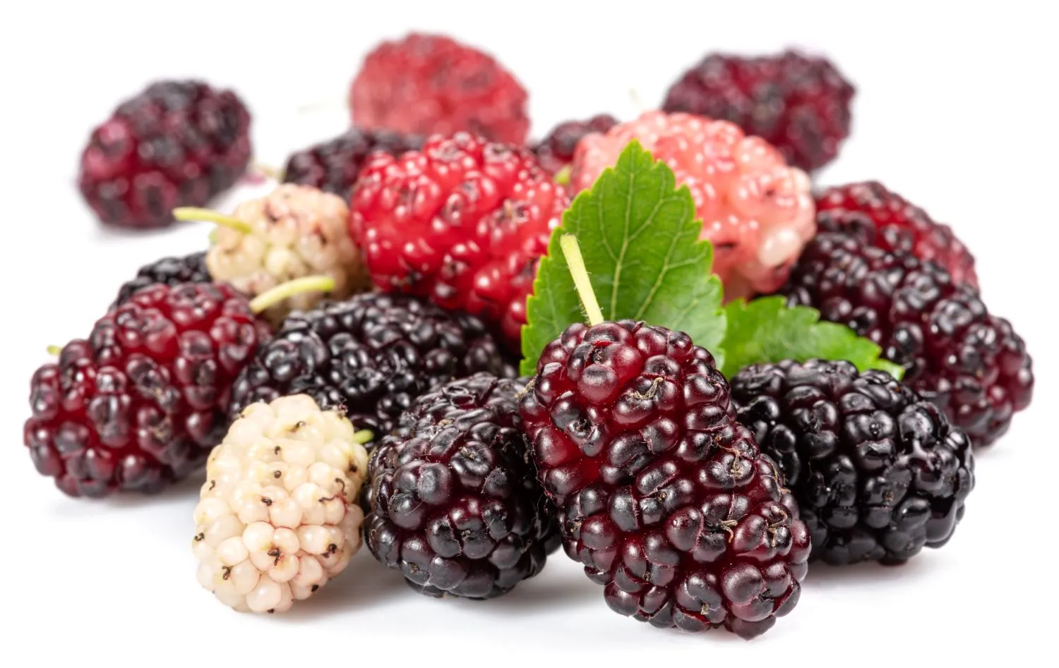 Įvairiaspalvės šilkmedžio uogos