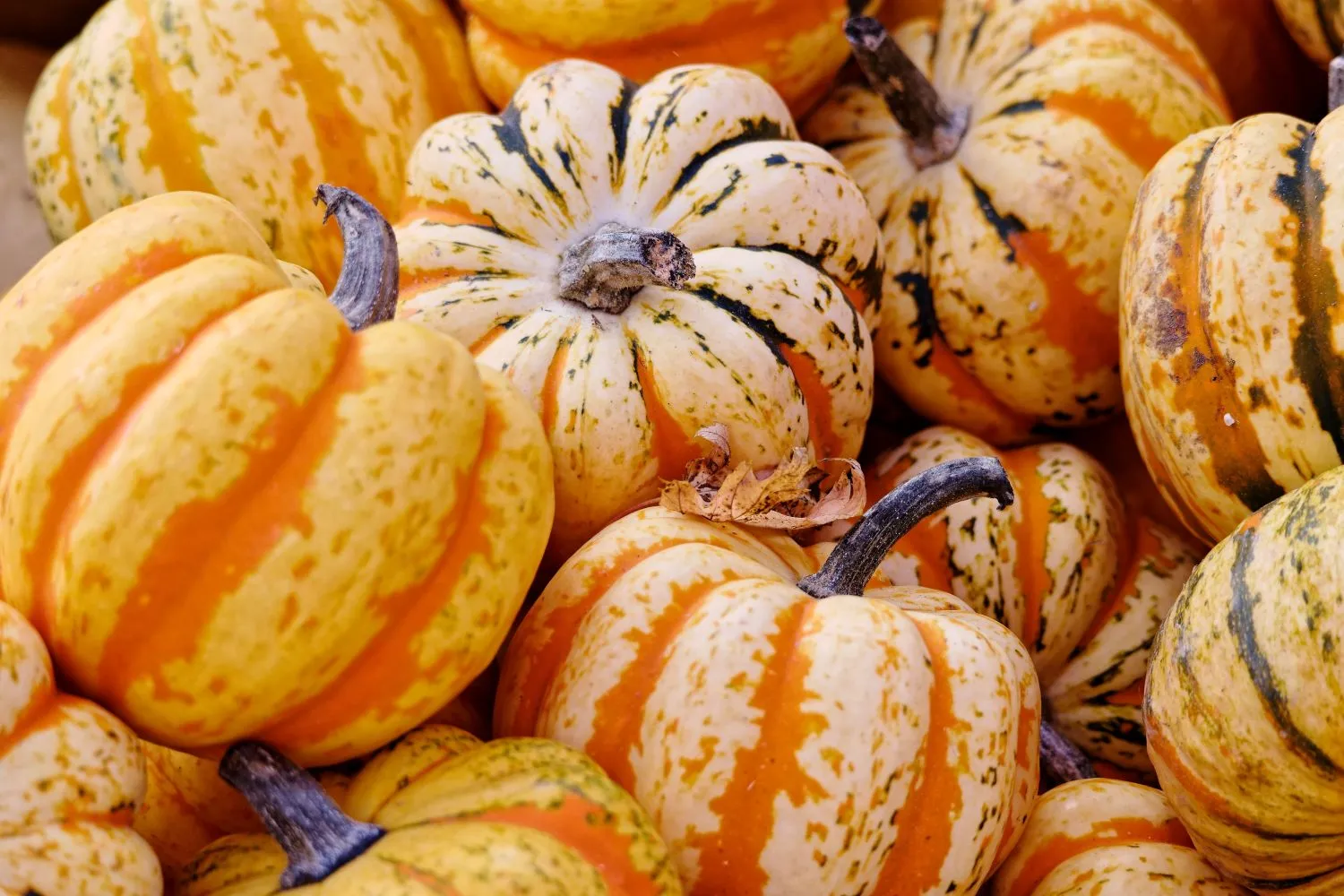 Įvairiaspalviai moliūgai