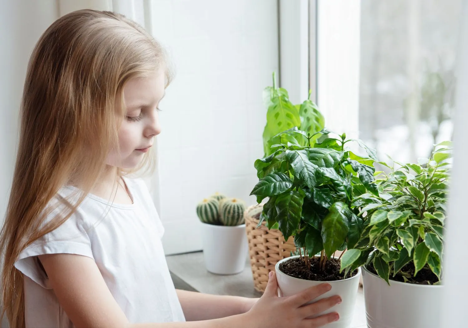 Kambariniai augalai gali pakenkti ir žmonėms, ir augintiniams