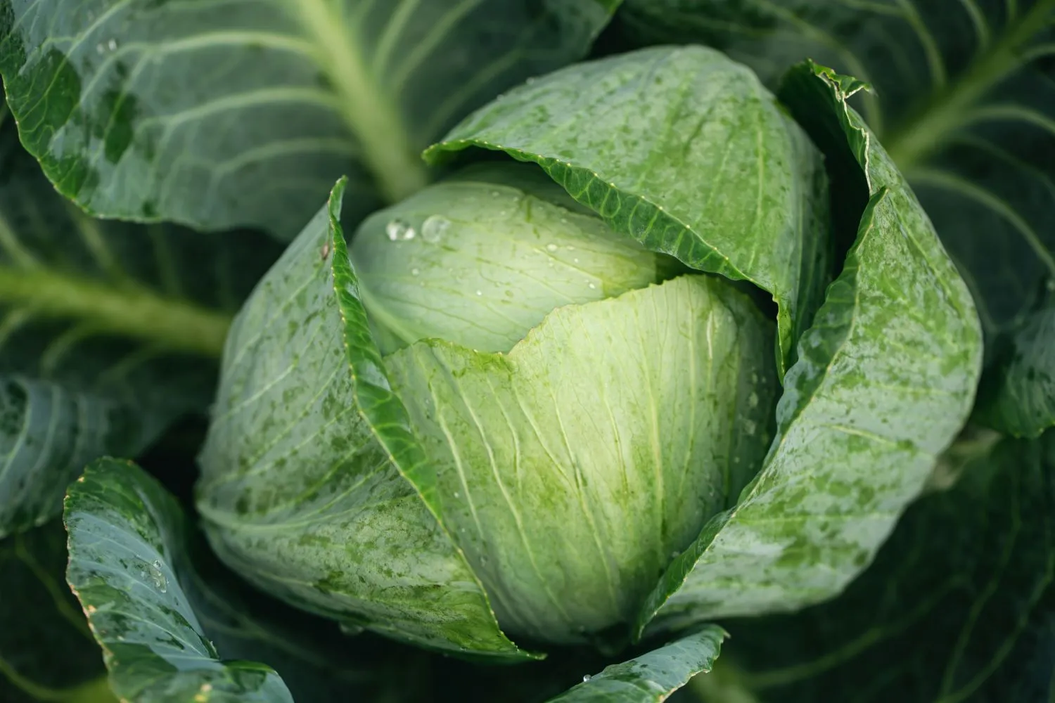 Kopūstas vitamino C šaltinis