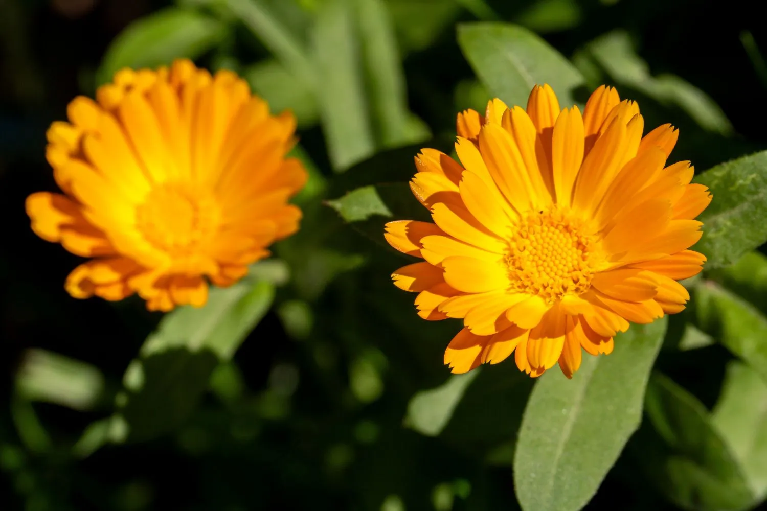 Medetkas verta sodinti šalia cukinijų
