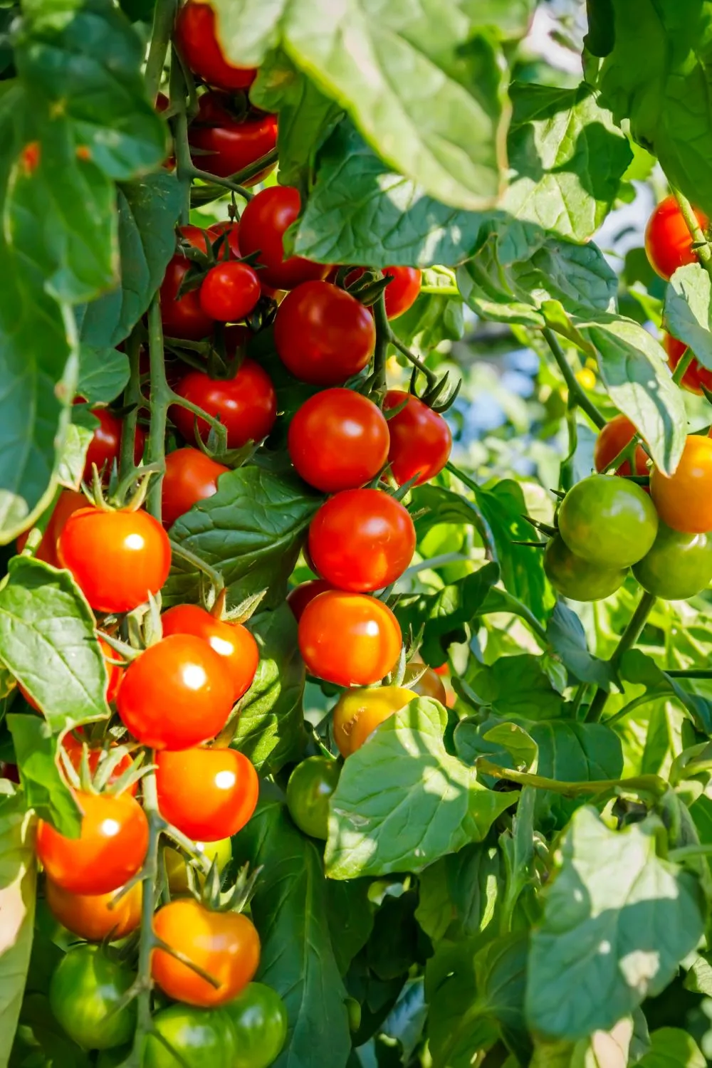 Natūralios trašos itin veiksmingos jų dėka pomidorai sunoksta greičiau