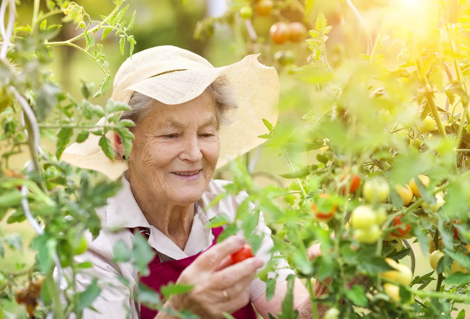 Natūralios trąšos padeda užauginti gardžius pomidorus