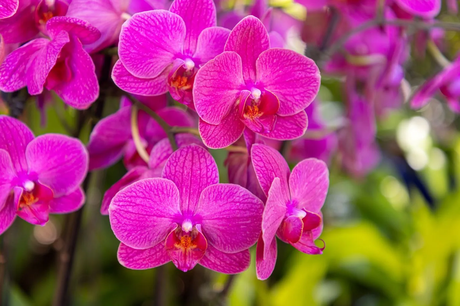 Orchidėja vėl džiugins savo žiedais