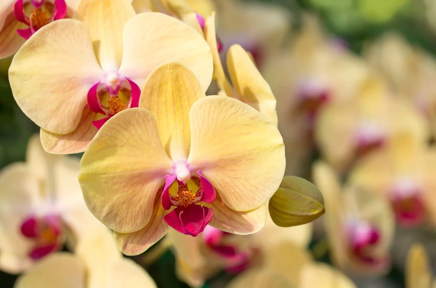 Orchidėjos augimui svarbi tinkama temperatūra bei drėgmė