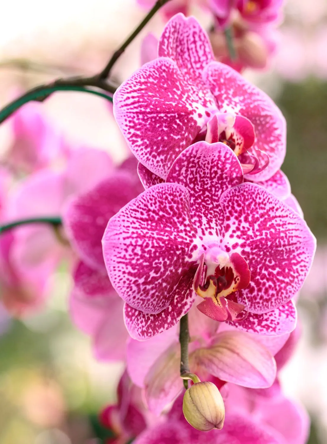 Orchidėjų auginimo klaidos lemia blogą jų būklę