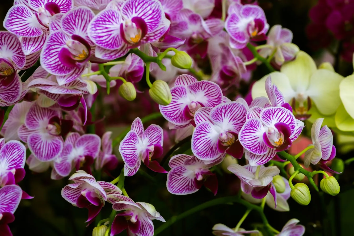 Reiklioji orchidėja