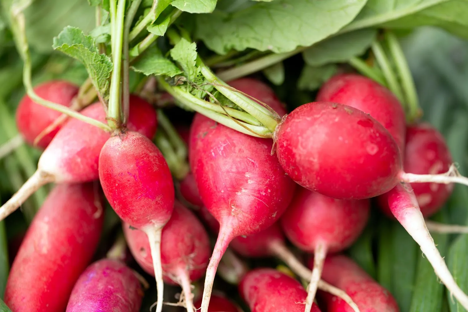 Ridikėlius verta sodinti po agurkų