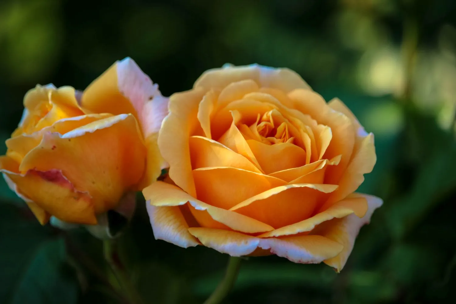 Rožės mėgsta saulėtas vietas