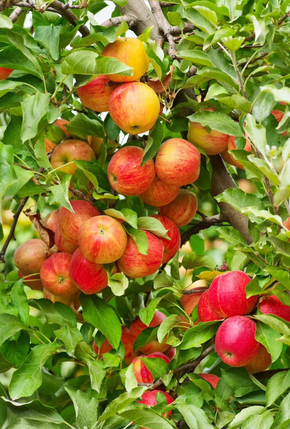 Rudenį pasodinti vaismedžiai pasižymi didesniu atsparumu