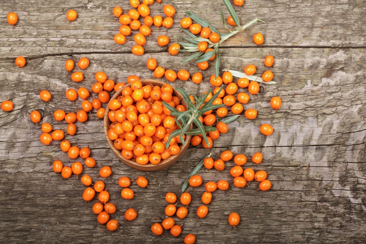 Šaltalankių uogos tikras vitaminų lobynas