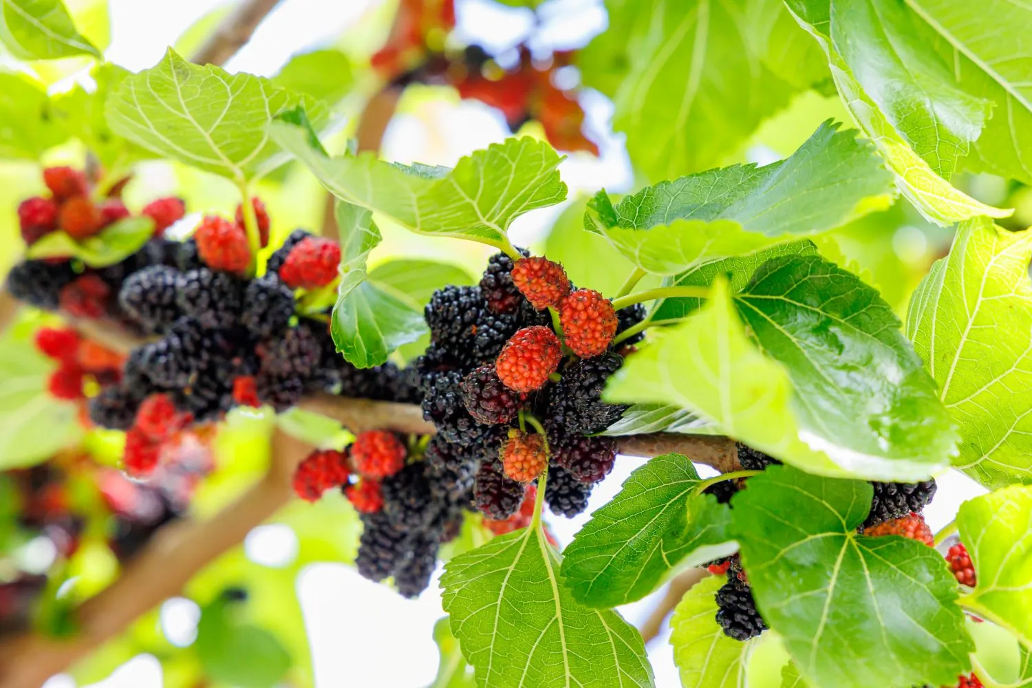 Sodo puošmena šilkmedis