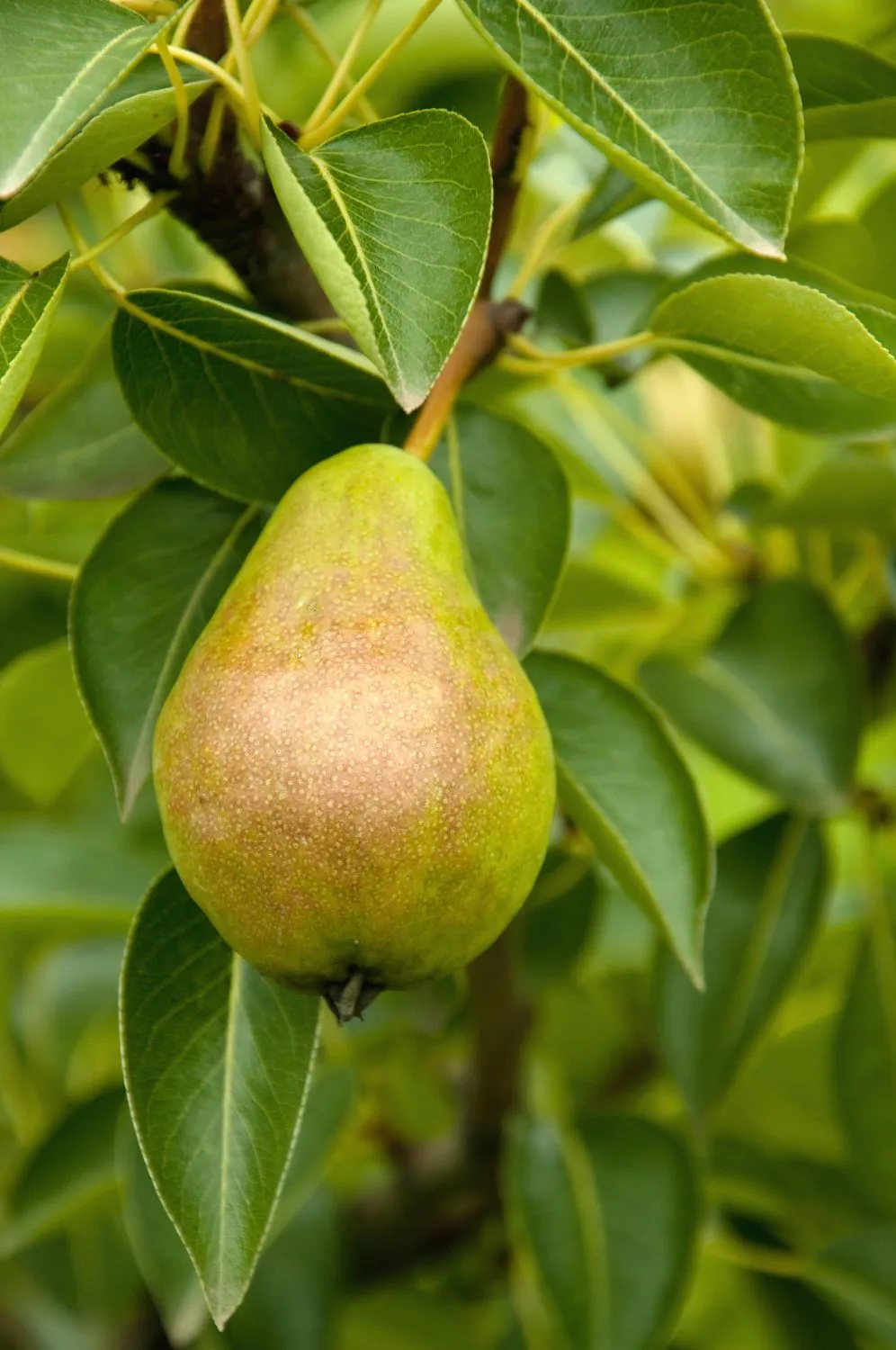 Svarbi tinkama rudeninė kriaušių priežiūra