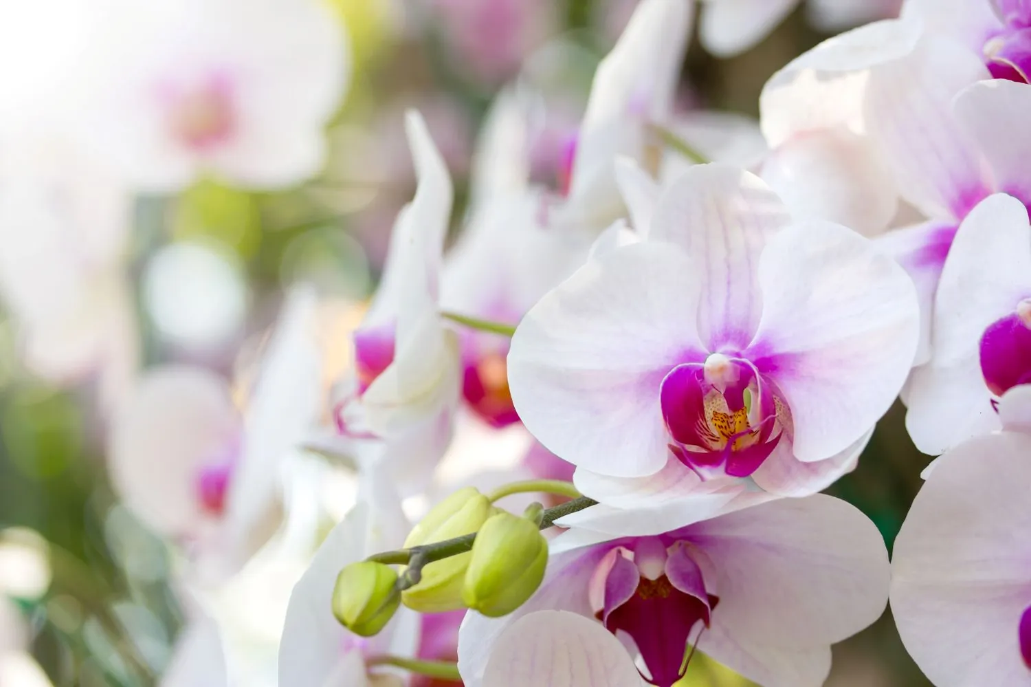 Svarbu vengti orchidėjų priežiūros klaidų