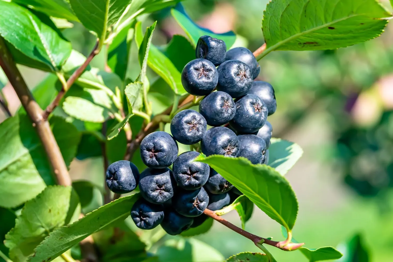 Sveikosios ir naudingosios aronijos