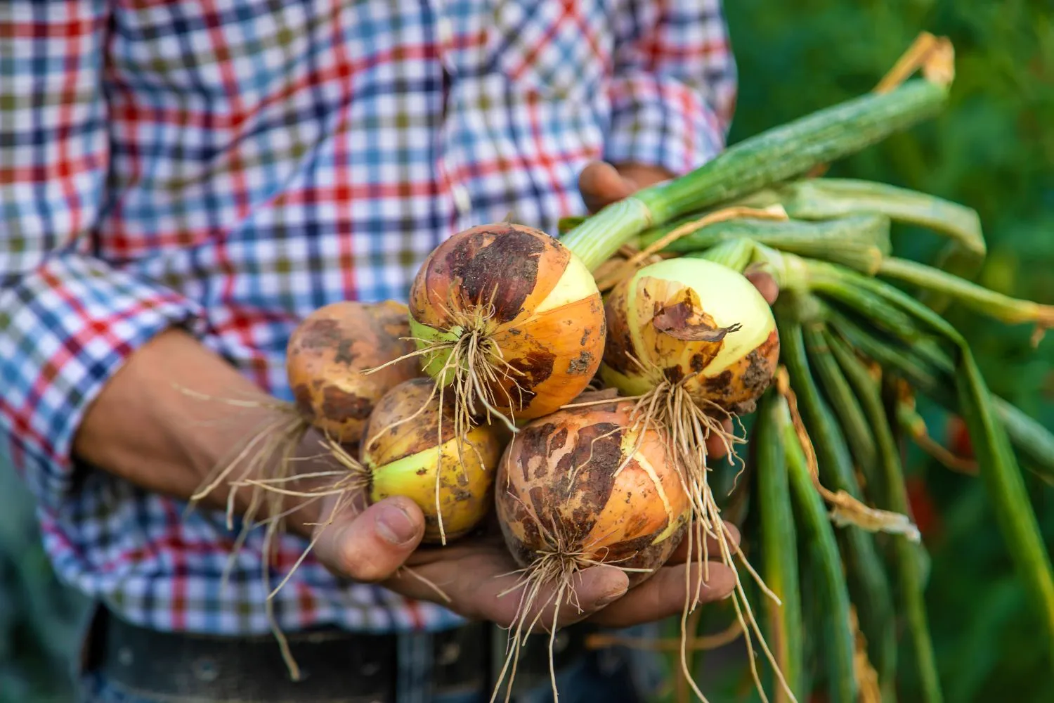 Svogūnų sodinimas rudenį leidžia sulaukti ankstyvo derliaus