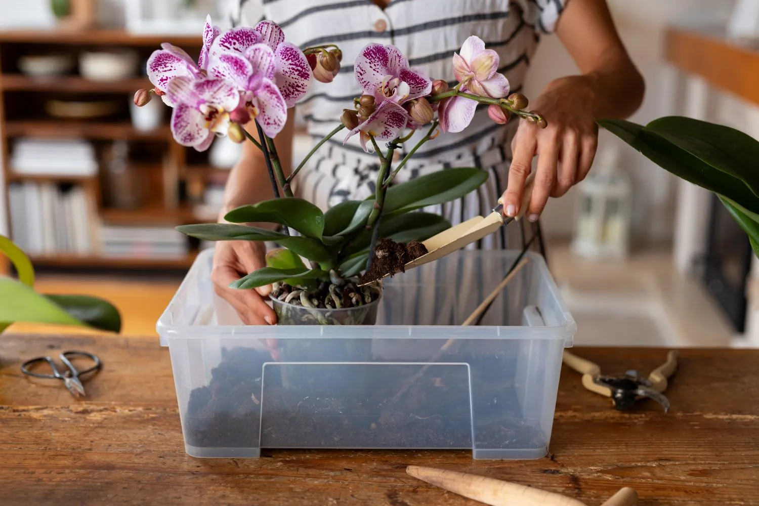 Tinkamas orchidėjos persodinimas