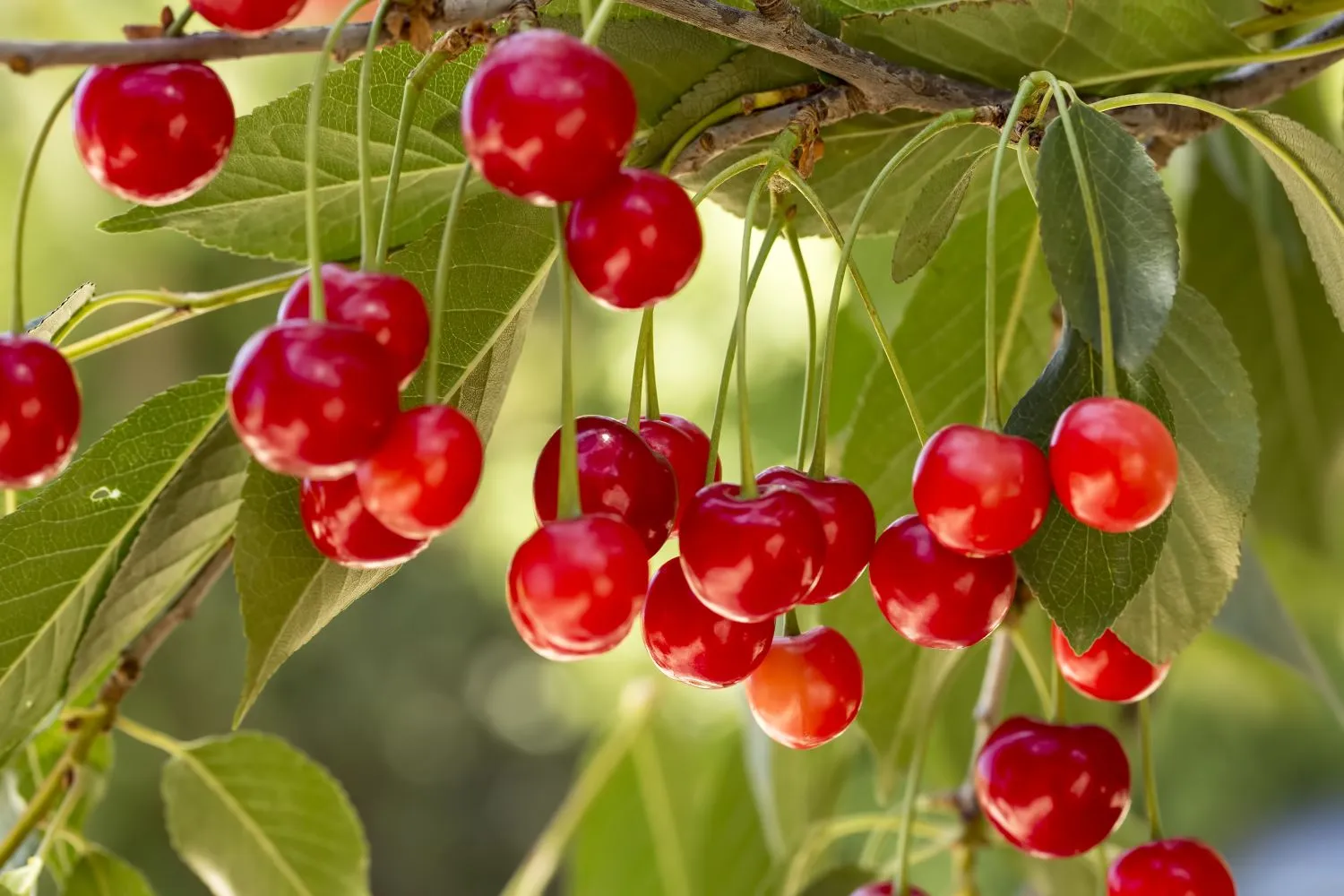 Trūkinėja vyšnių uogos