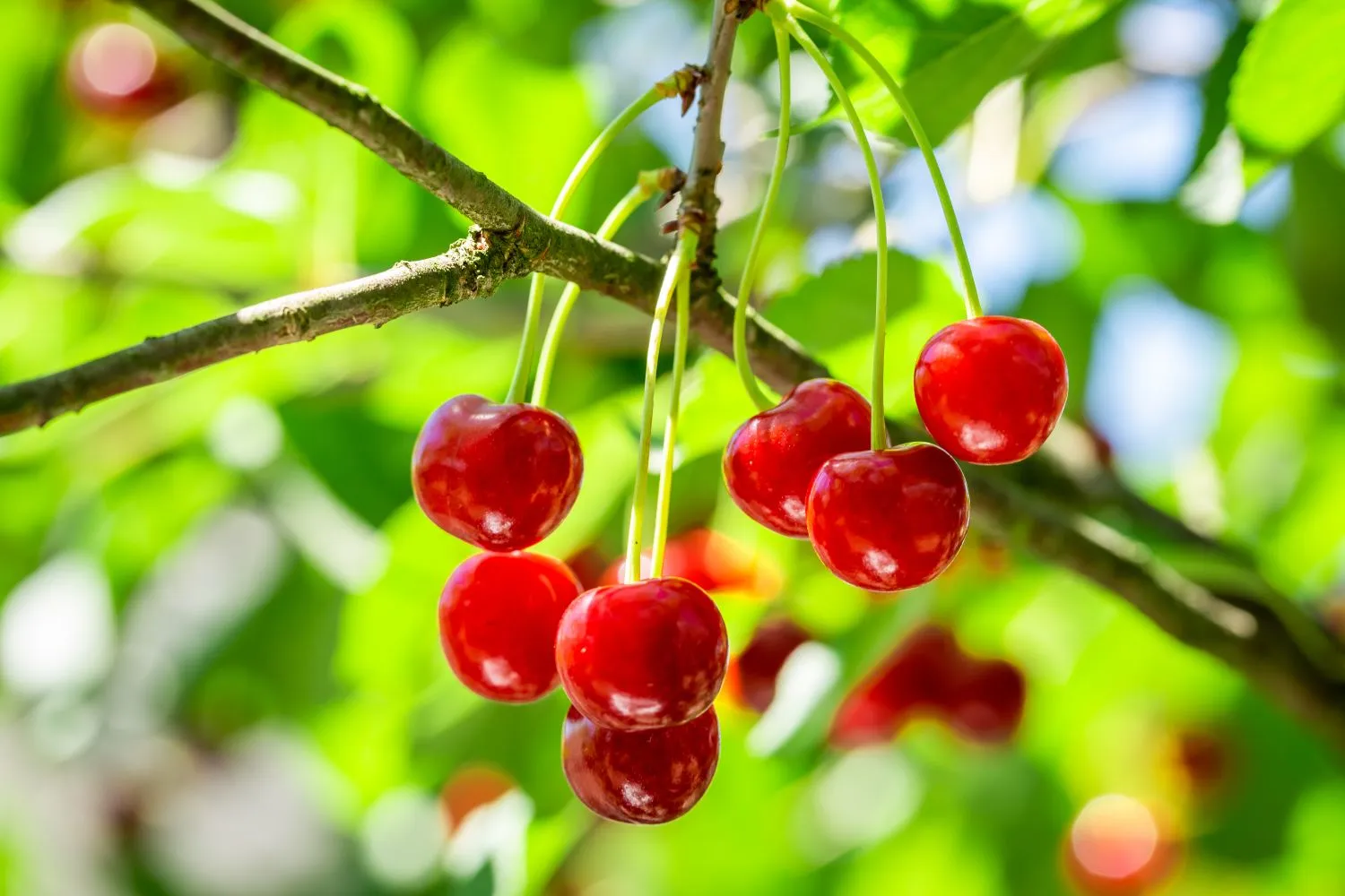 Trūkinėjančios vyšnių uogos
