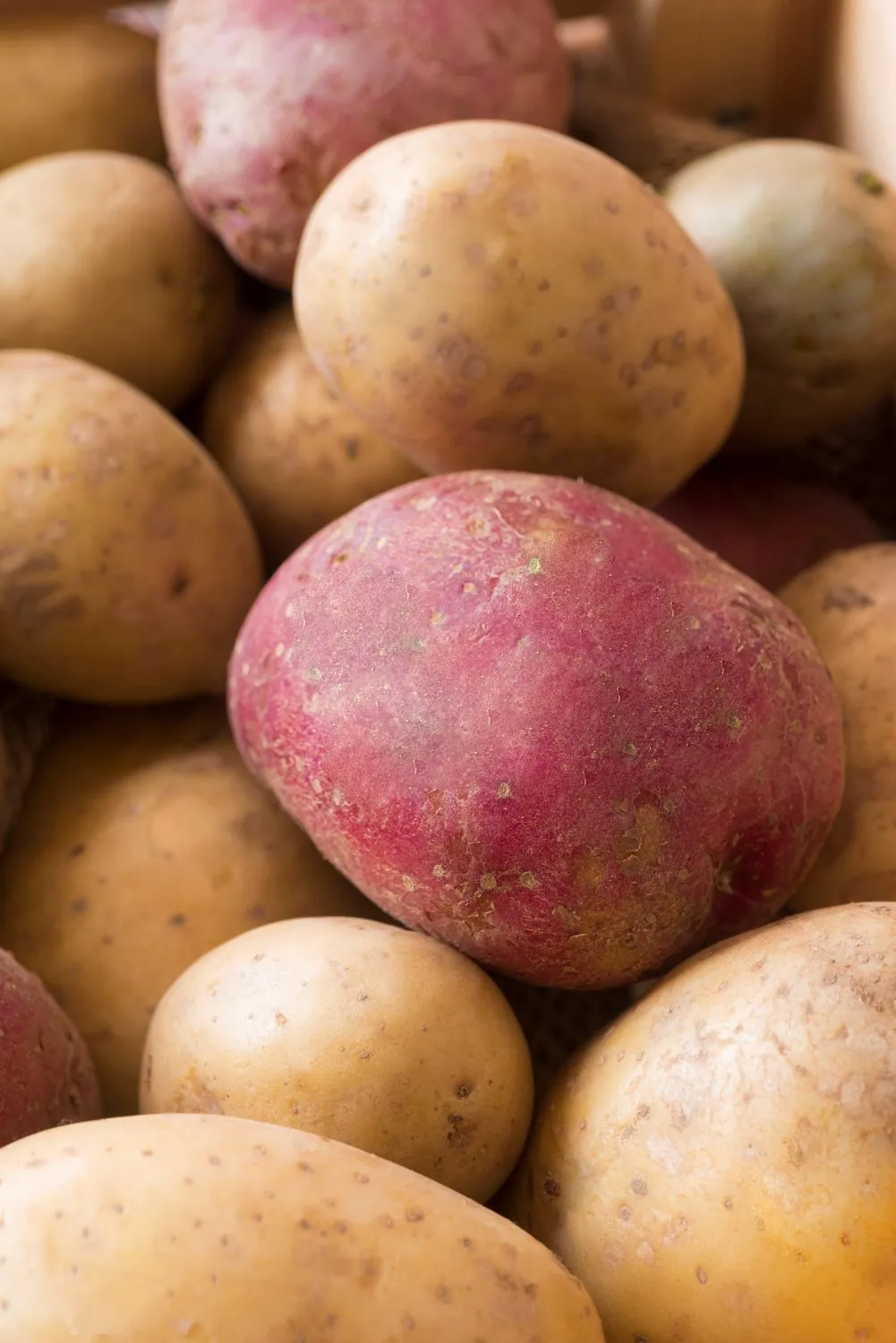 Verta bulves sodinti visiškai kitaip