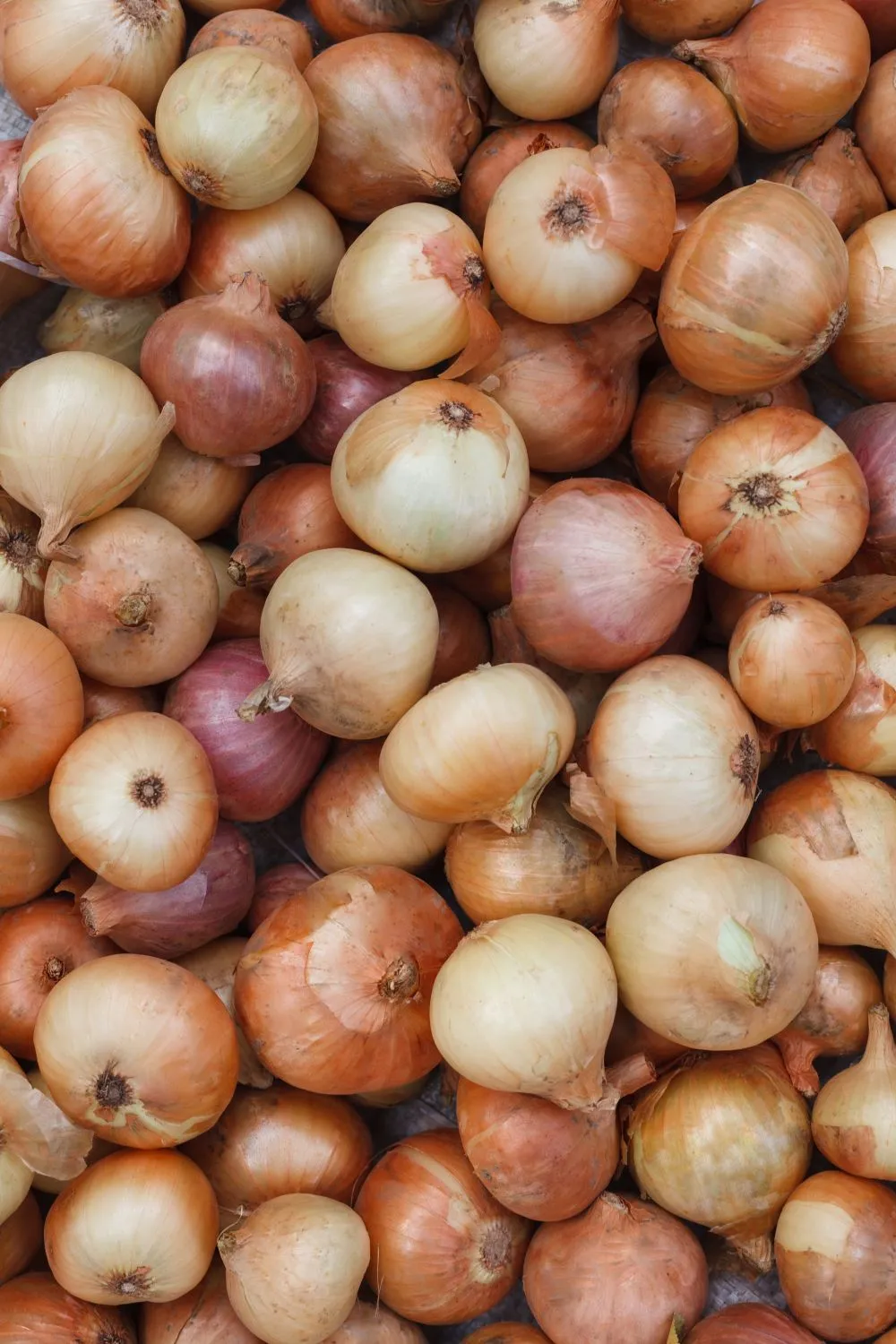 Verta pabandyti svogūnus sodinti rudenį