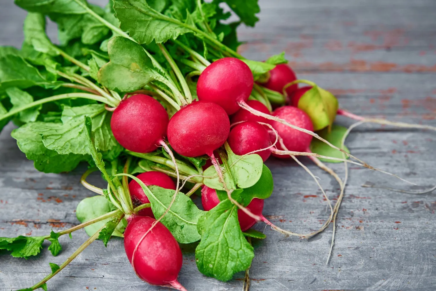 Verta žinoti, kaip tinkamai auginti ridikėlius