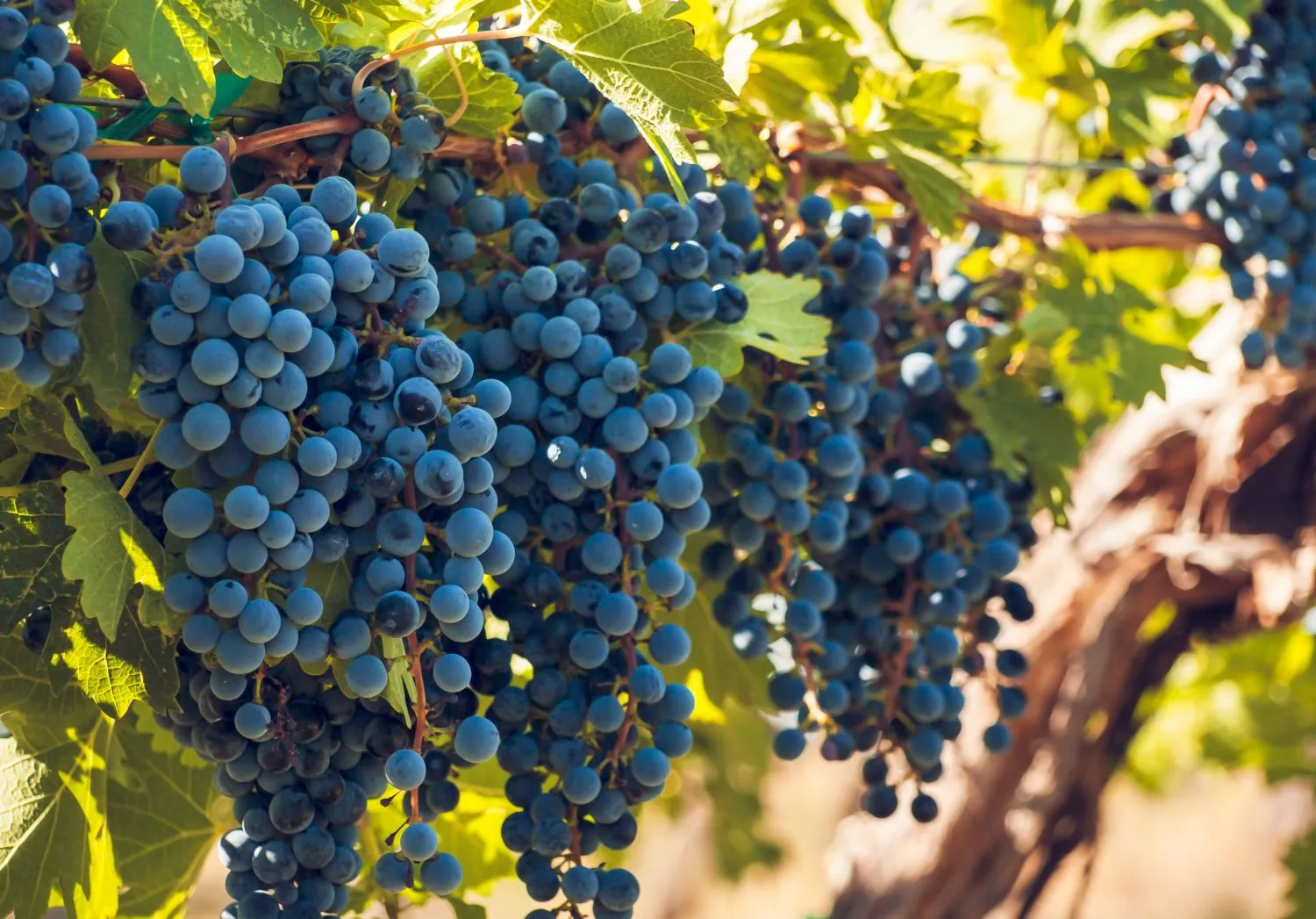 Vynuogių priežiūra rudenį padeda užtikrinti gausų kitų metų derlių
