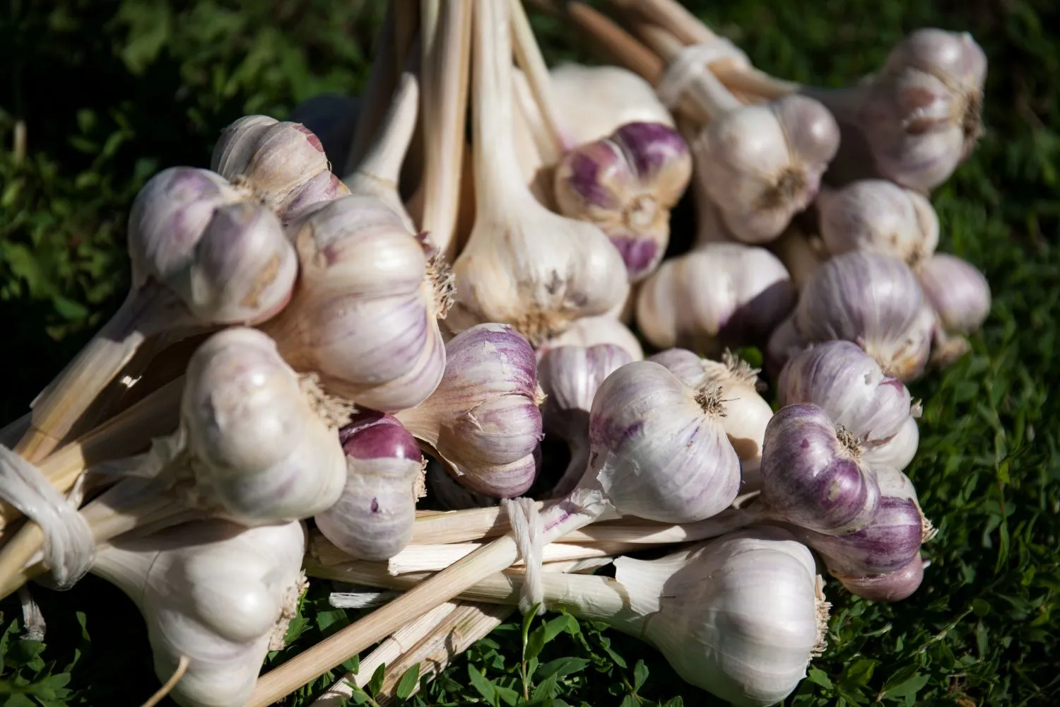 Žieminių česnakų sodinimas leidžia sulaukti ankstyvo derliaus