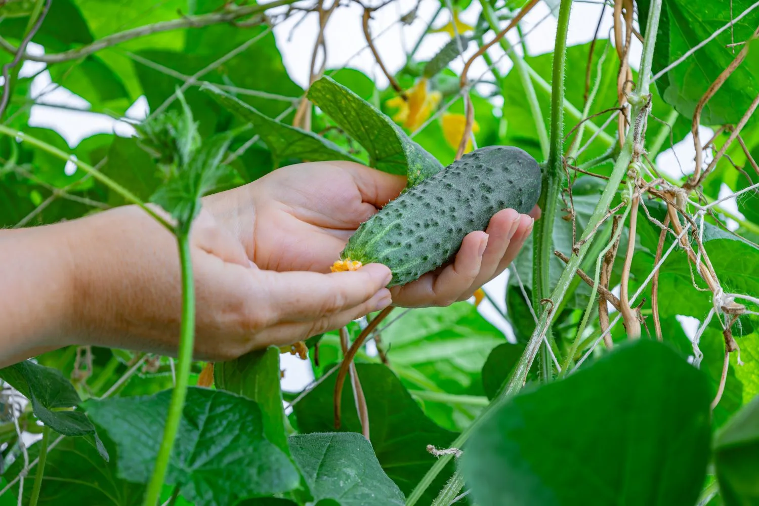 Agurkų kartumo bei kreivumo gali išvengti tinkamai juos prižiūrint