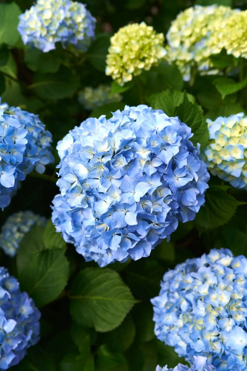 Dideli ir išraiškingi didžialapės hortenzijos žiedai