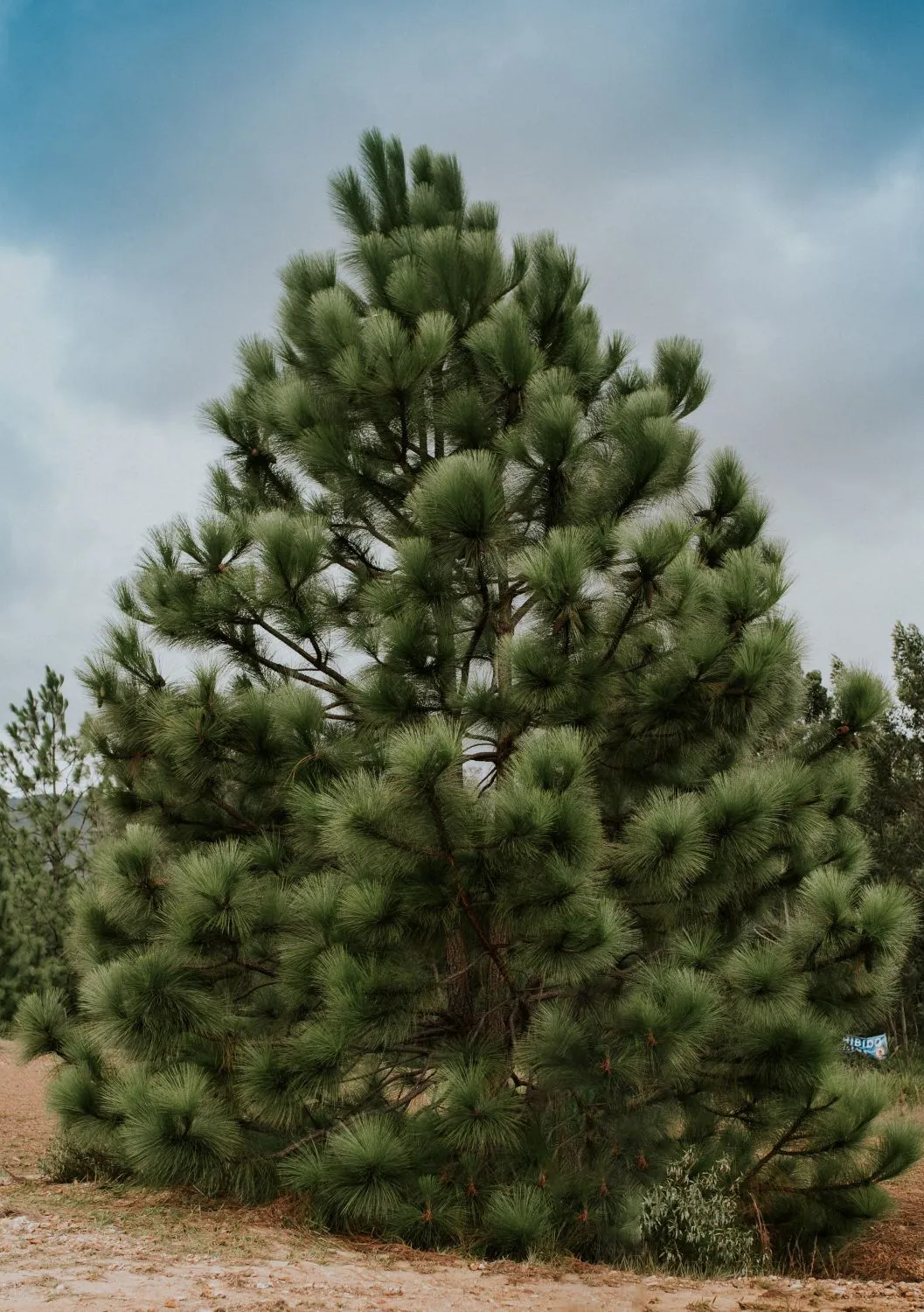 Geltonoji pušis (Pinus ponderosa). Paplitusi Vakarų Šiaurės Amerikos regionuose