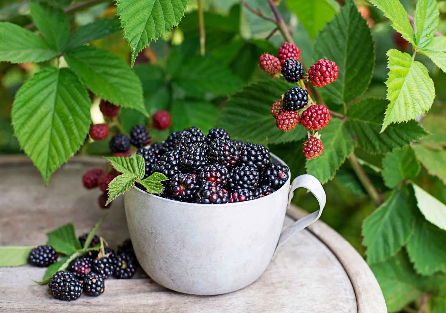 Gervuogių uogos itin sveikos ir skanios