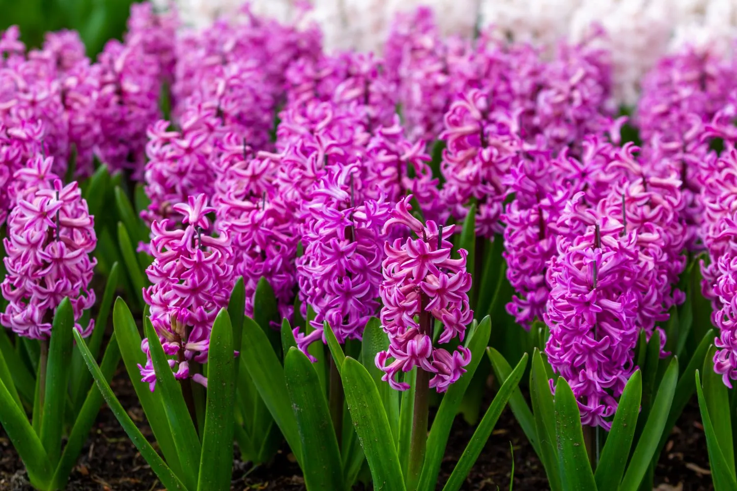 Hiacintai kvapnumo ir grožio derinys