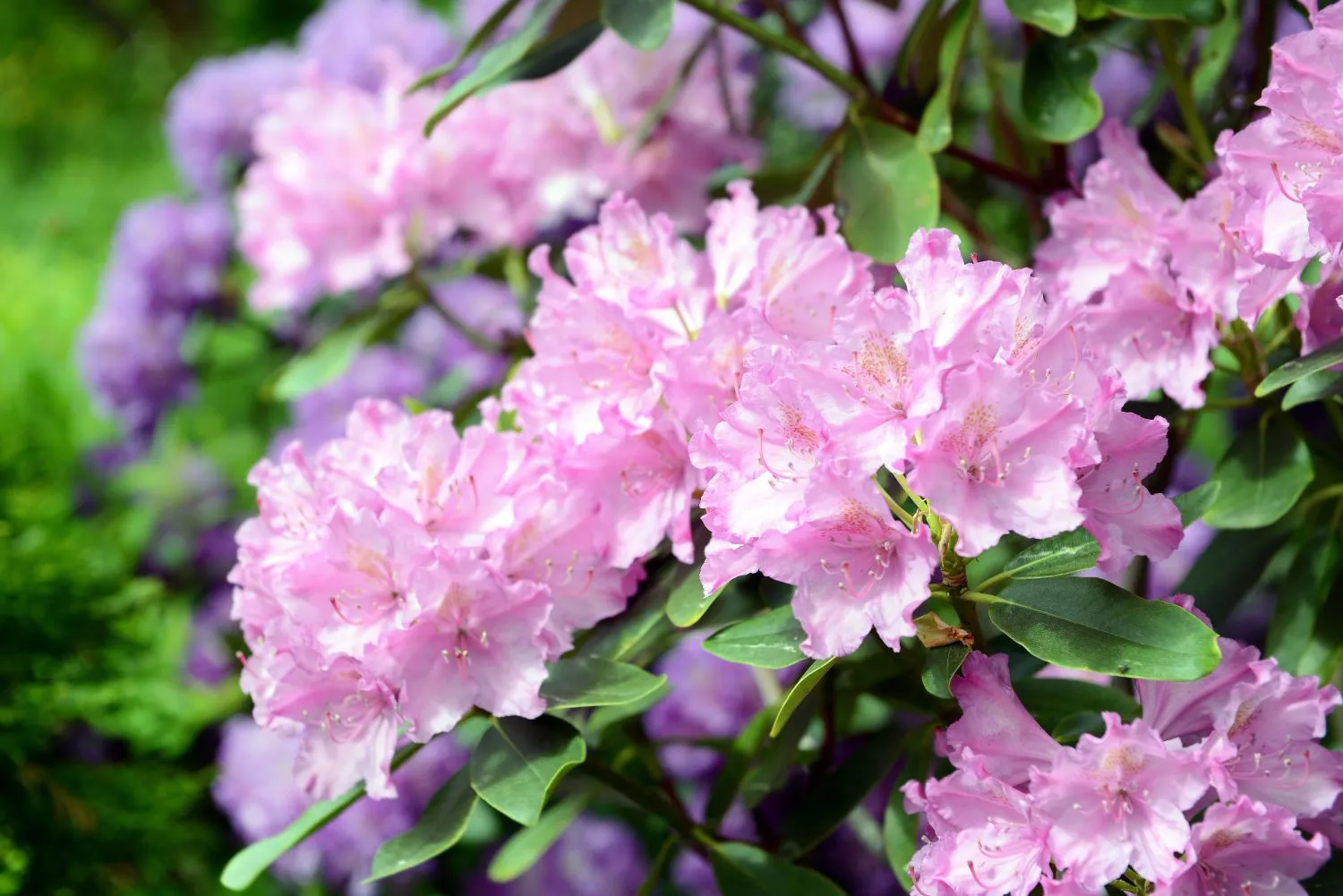 Įspūdingasis rododendras