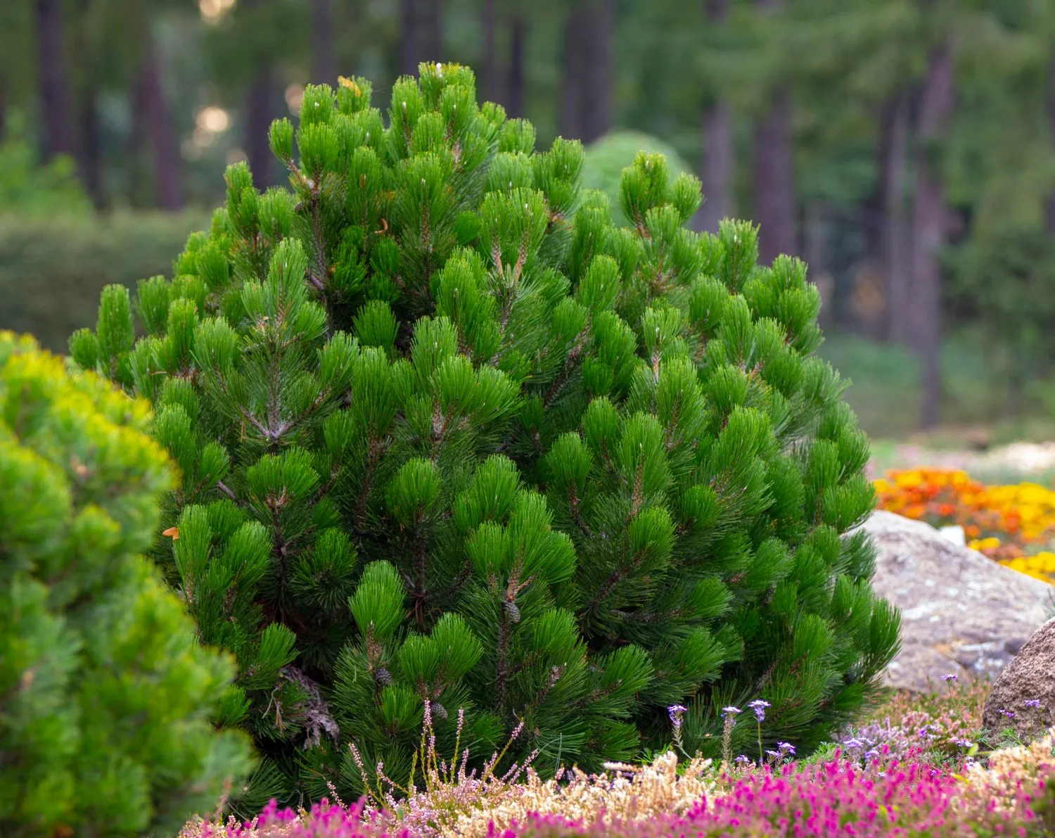 Kalninė pušis (pinus mugo, var. Pumilio)