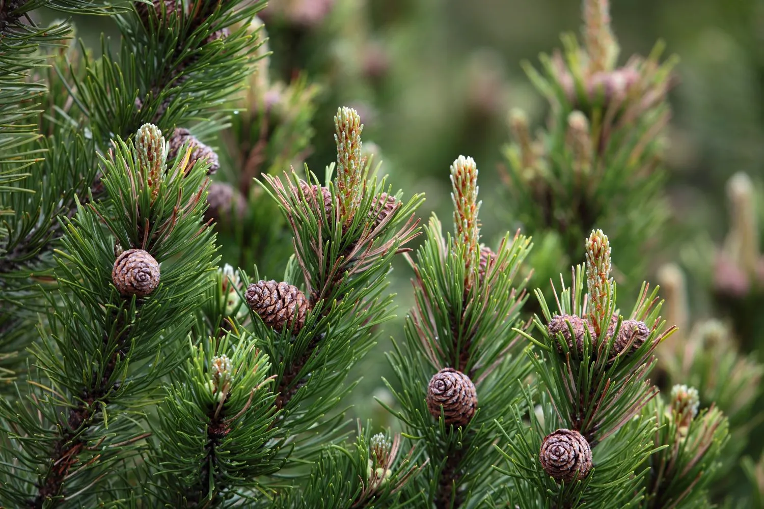 Kalninė pušis (pinus mugo)